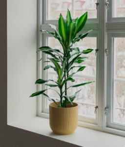 Draketre ‘Cintho’ 19 cm potte