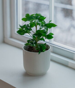 Draketre ‘Cintho’ 19 cm potte