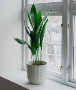 Draketre ‘Cintho’ 19 cm potte