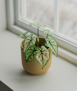 Draketre ‘Cintho’ 19 cm potte